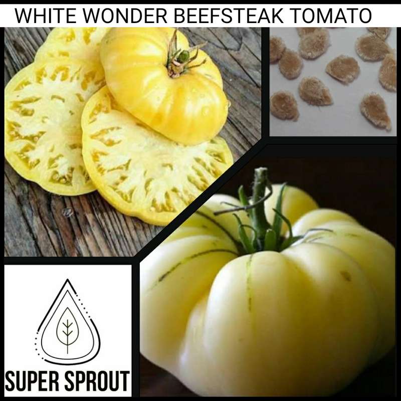 WHITE WONDER BEEFSTEAK TOMATO x 15 seeds