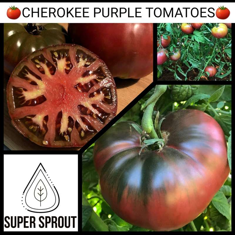 CHEROKEE PURPLE x 15+ seeds