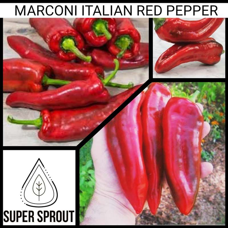 MARCONI RED SWEET PEPPER x 10 organic seeds
