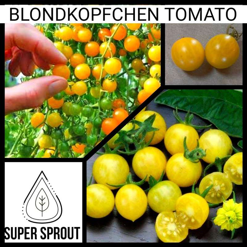 BlondBLONDKOPFCHEN TOMATO x  15 organic seeds