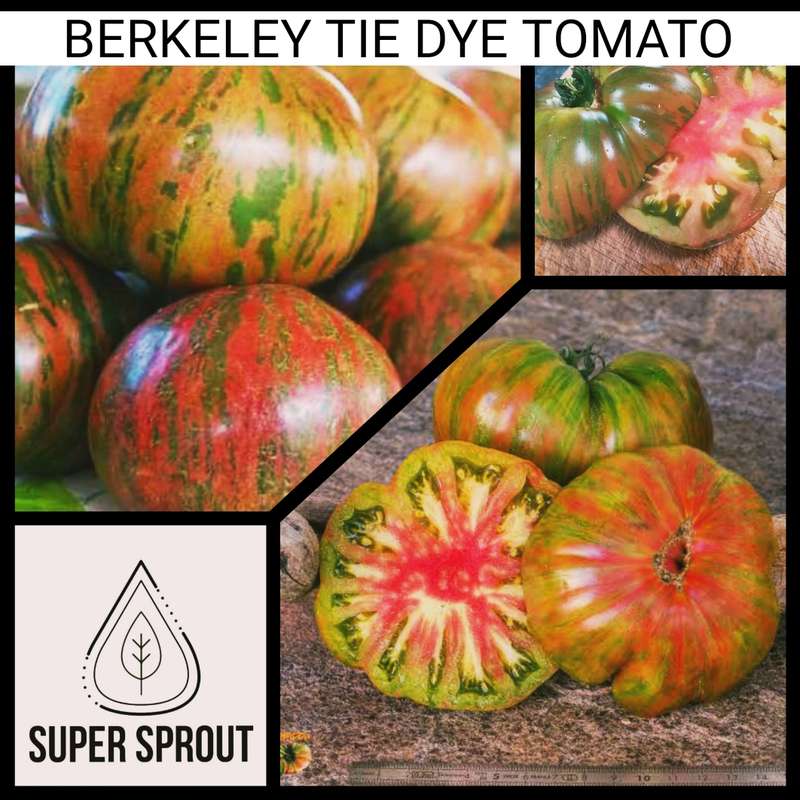 BERKELEY TIE DYE  TOMATO  x 15 organic seeds