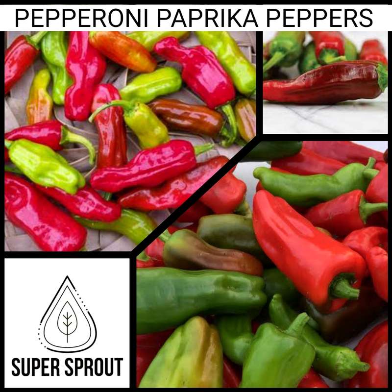 PEPPERONI PAPRIKA PEPPER x 10 organic seeds