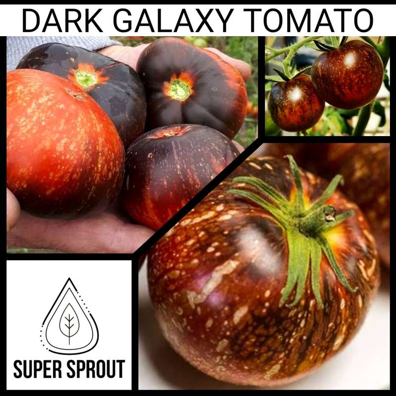 DARK GALAXY TOMATOES x 15+ seeds