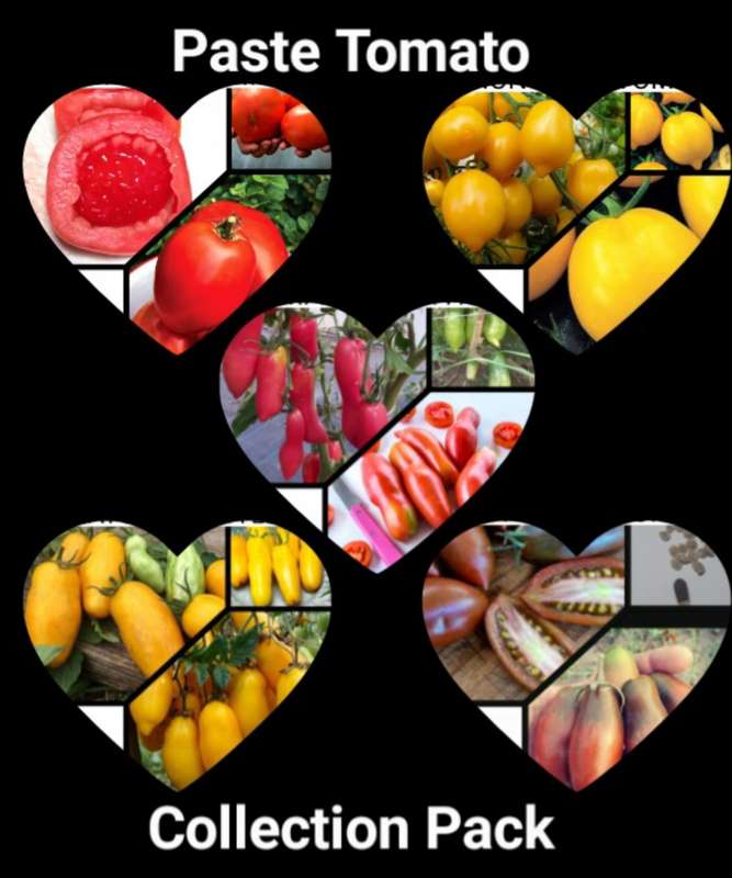 PASTE TOMATO COLLECTION PACK x 5 individual packs