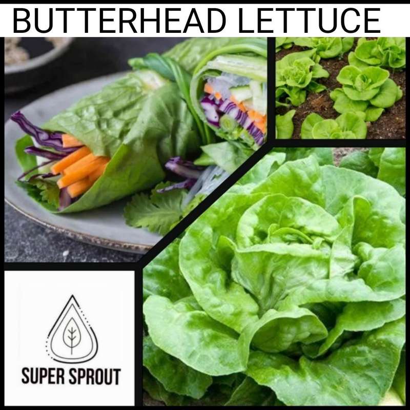 BUTTERHEAD LETTUCE x 25 seeds