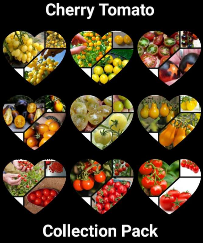 CHERRY TOMATO COLLECTION PACK  x 9 individual packs