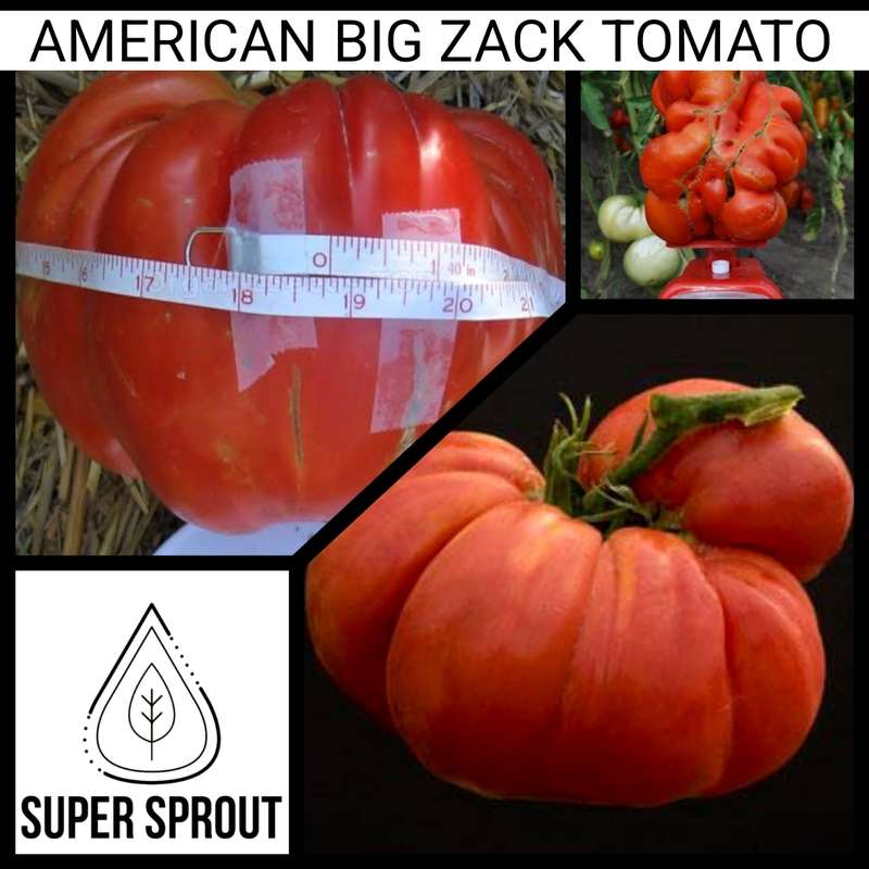 Big Zac giant tomato x 10 seeds