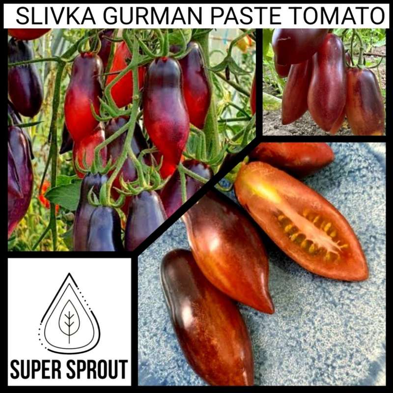 SLIVKA GURMAN TOMATO x 15 seeds