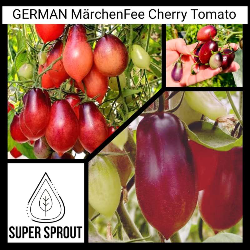 German MARCHENFEE cherry tomato x 10 seeds organic