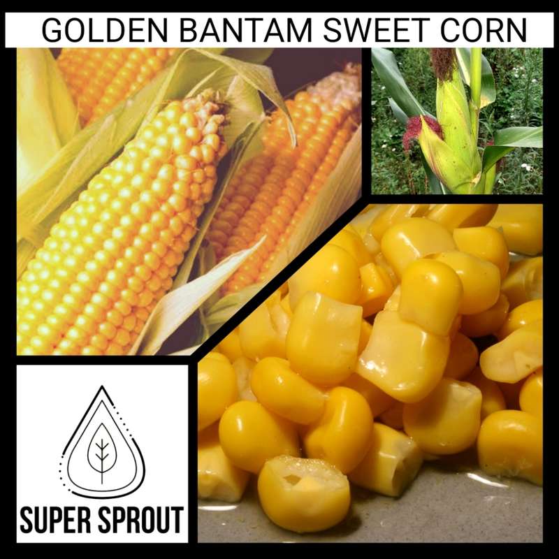 Golden BANTAM sweetcorn non gmo heirloom x 25 seeds