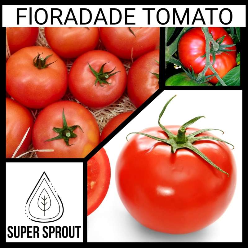 FLORADADE TOMATO x 15 seeds