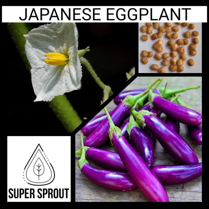 Japanese eggplant x 15 seeds