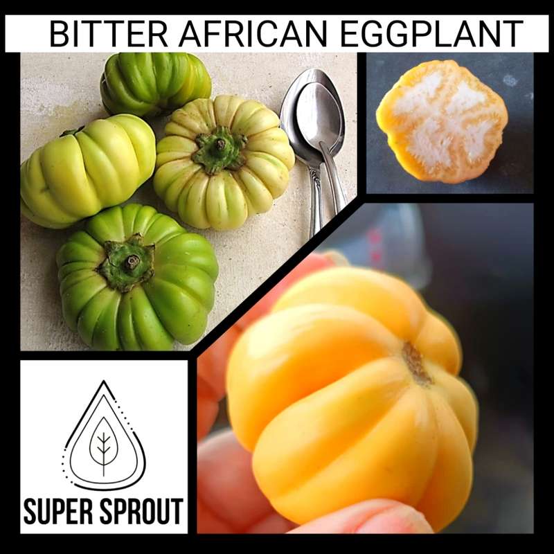 African Bitter EggPlant x 12 organic seeds