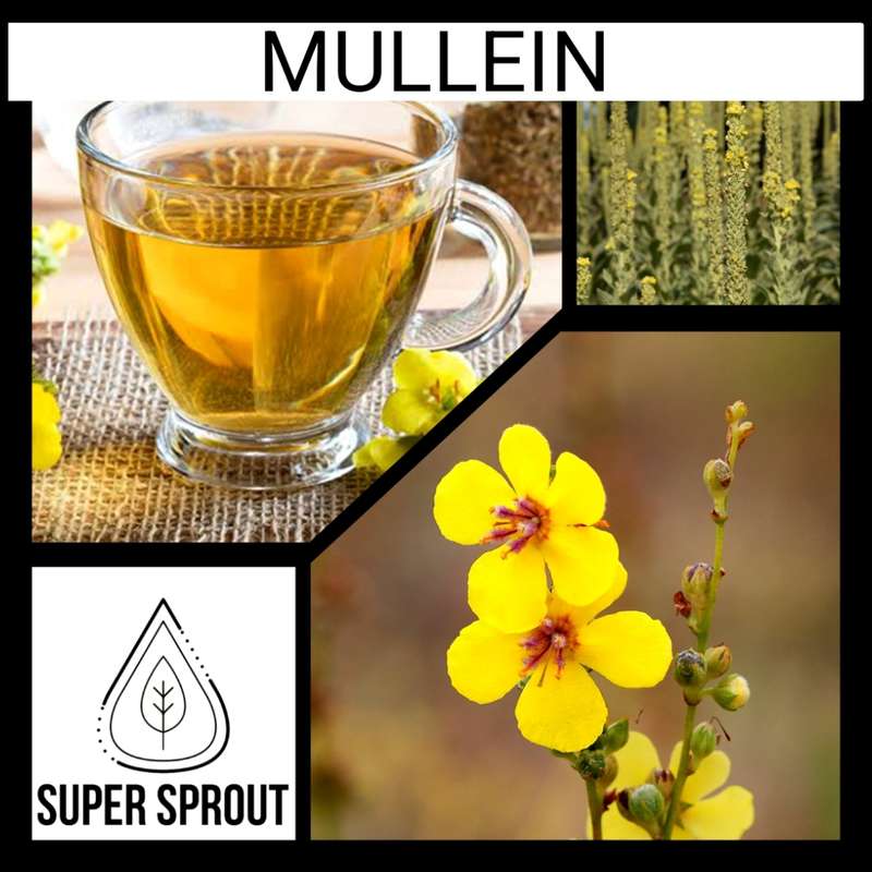 MULLEIN x 100 seeds
