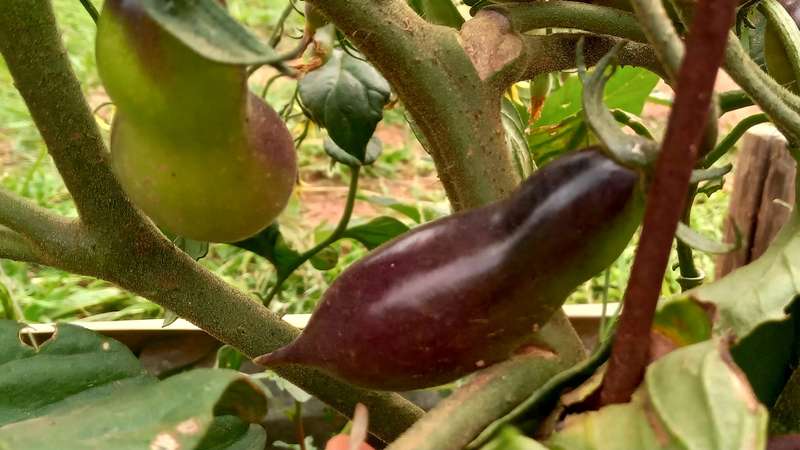 KUMQUAT PINK OPAL CHERRY TOMATO x 10 organic seeds