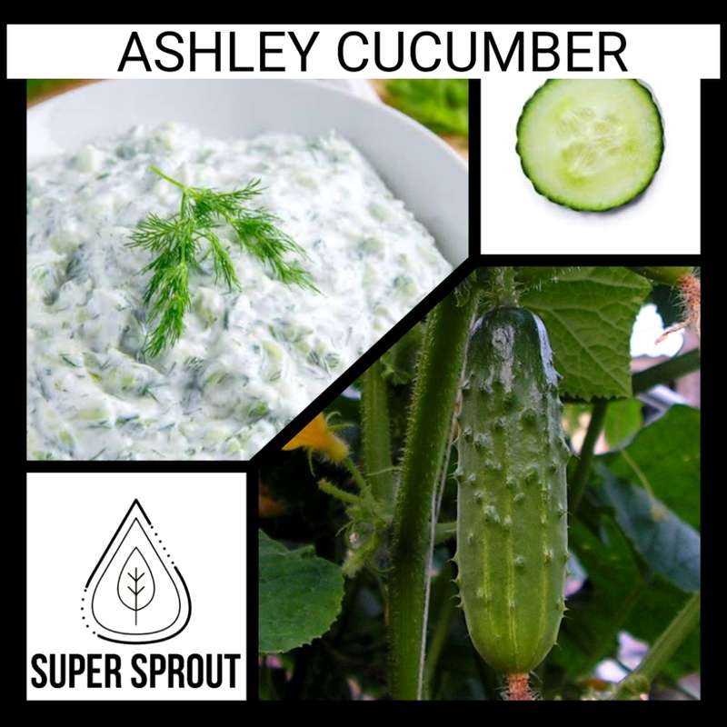 Ashley cucumber x 10 organic seeds