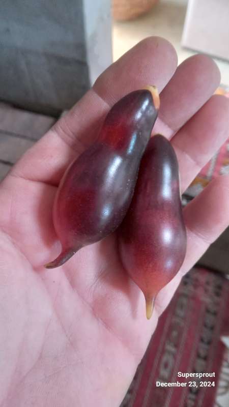 KUMQUAT PINK OPAL CHERRY TOMATO x 10 organic seeds