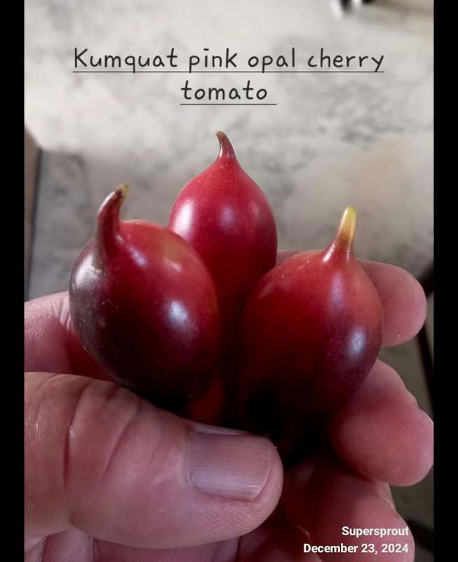 KUMQUAT PINK OPAL CHERRY TOMATO x 10 organic seeds