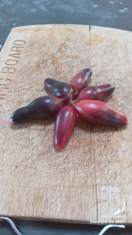 KUMQUAT PINK OPAL CHERRY TOMATO x 10 organic seeds