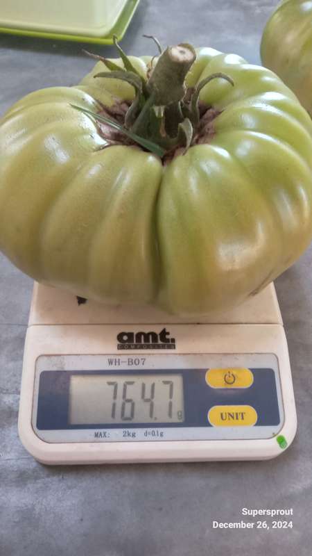 Napa Giant tomato x 10 seeds