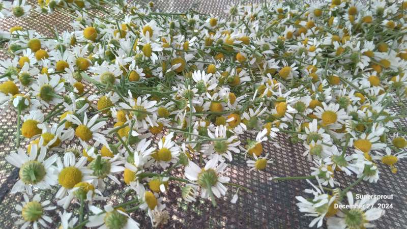 Camomile dried flowers x 10g organic tea