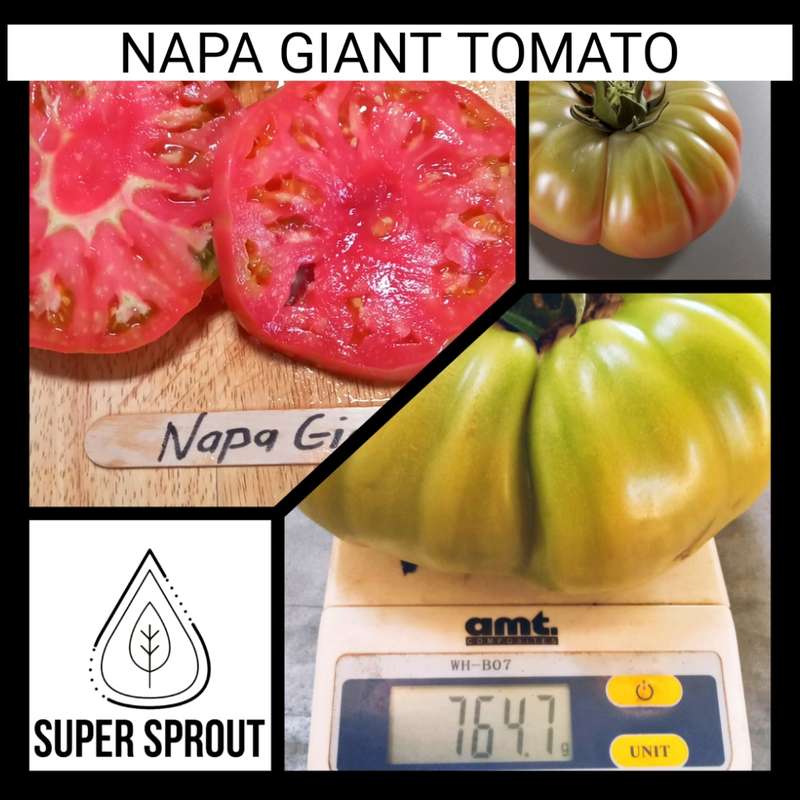 Napa Giant tomato x 10 seeds