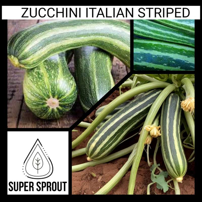 STRIPED ITALIAN ZUCCHINI x 10 seeds