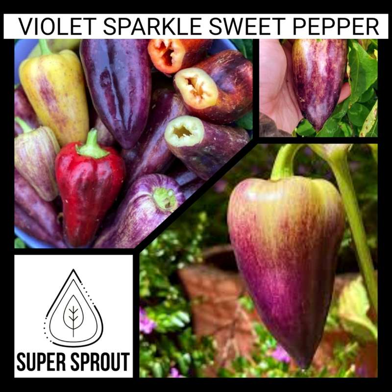 Violet sparkle sweet pepper x 5 seeds