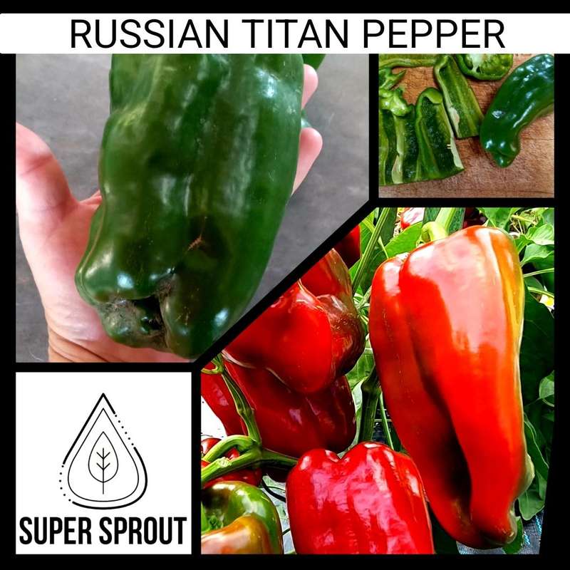 TITAN SWEET PEPPER x 10 seeds