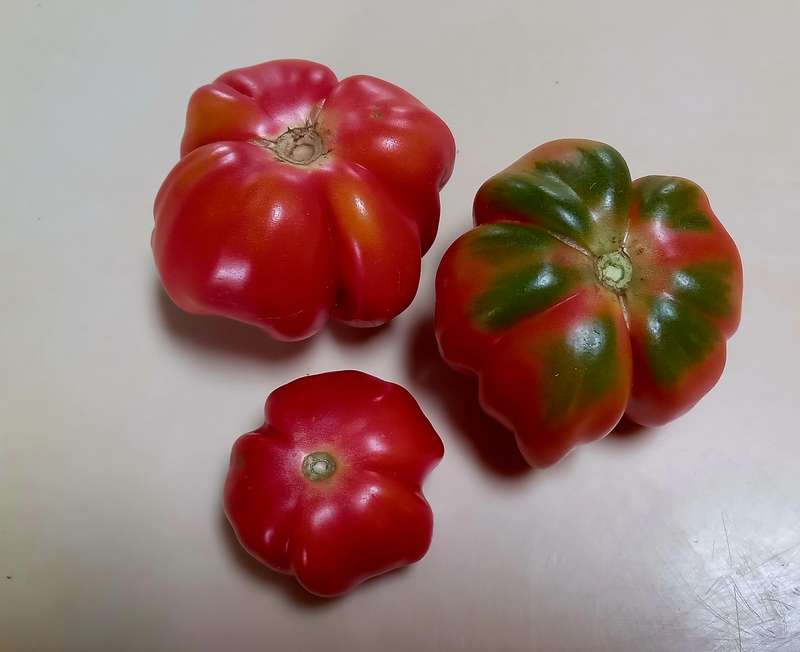 TLACOLULA TOMATO x 15 seeds