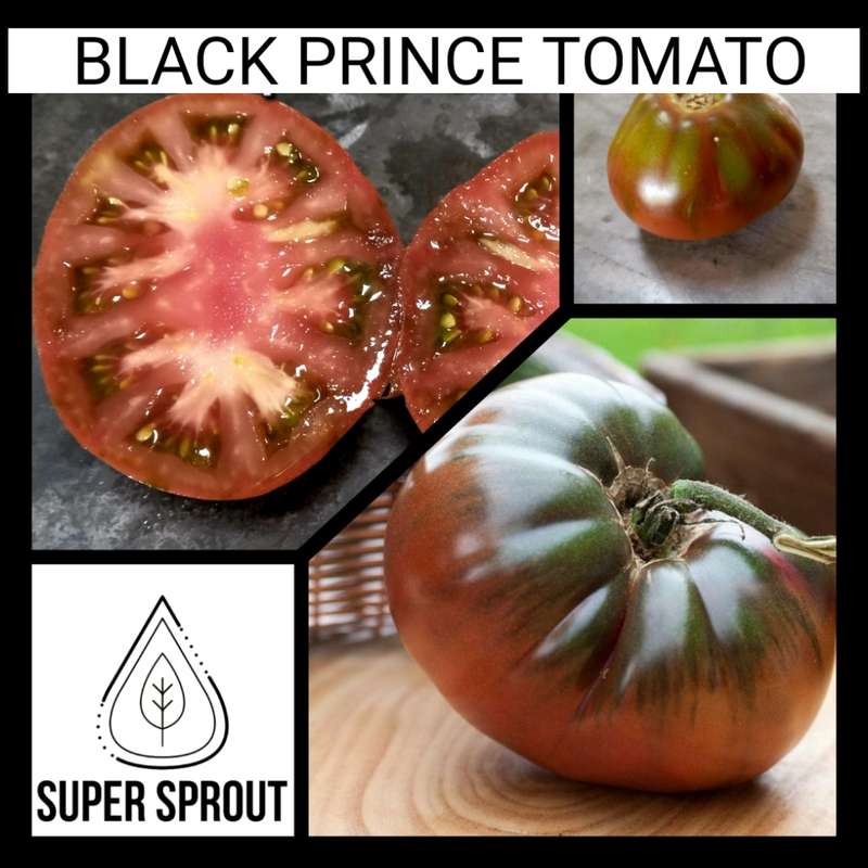 TLACOLULA TOMATO x 15 seeds