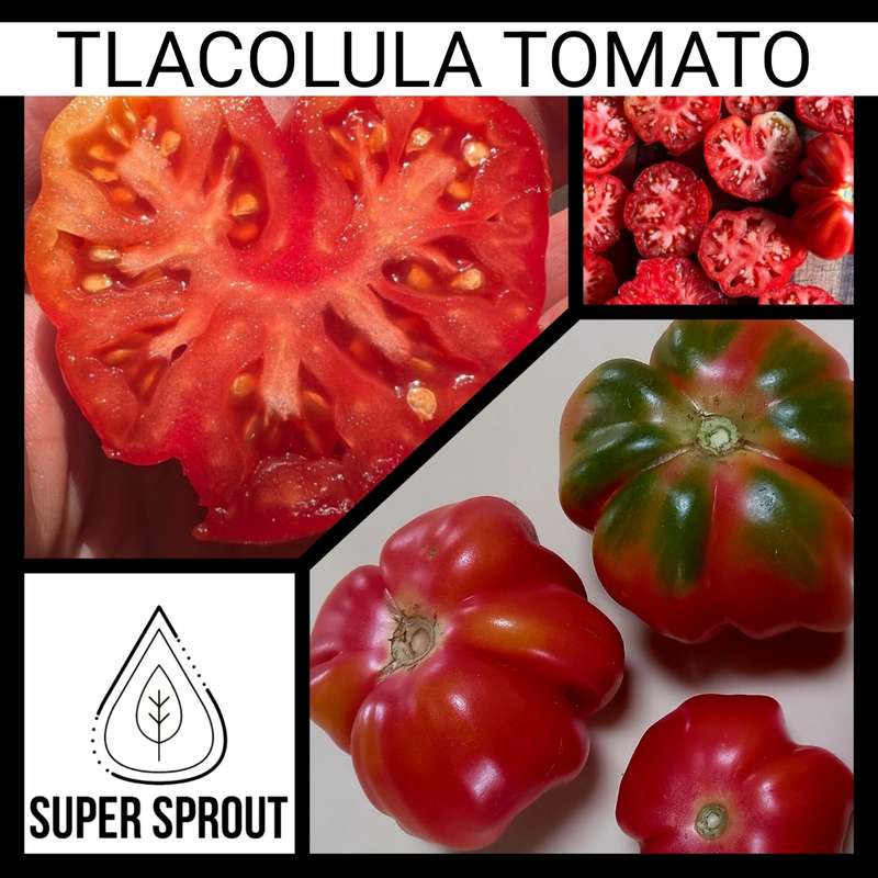 TLACOLULA TOMATO x 15 seeds