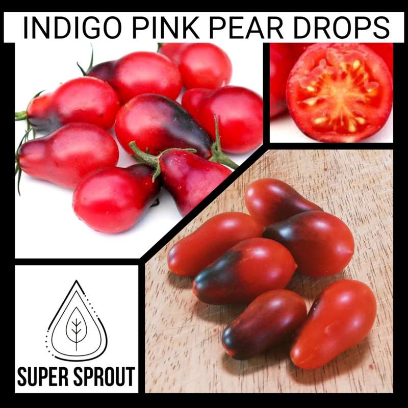 INDIGO PINK PEAR DROPS TOMATO x 15 seeds