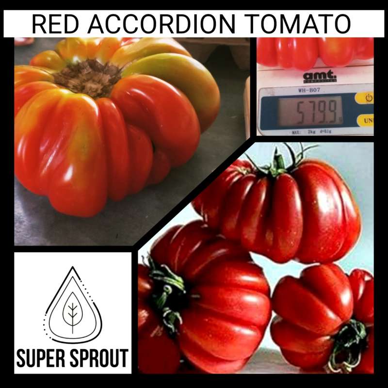 Red Accordion tomato x 10 seeds