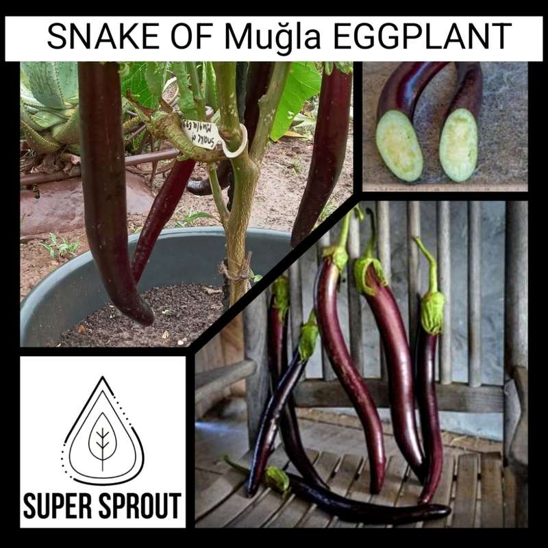 SNAKE OF MUGLA EGGPLANT x 15 seeds