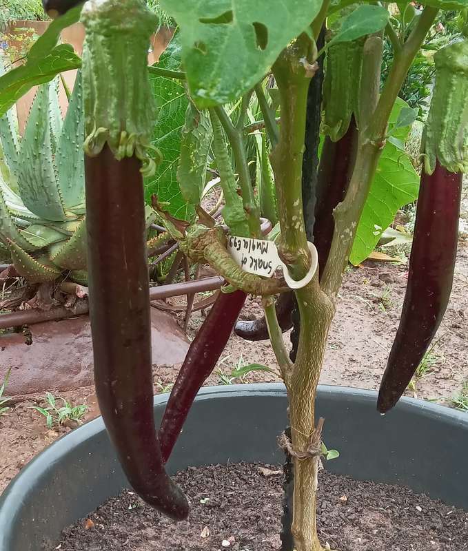 SNAKE OF MUGLA EGGPLANT x 15 seeds