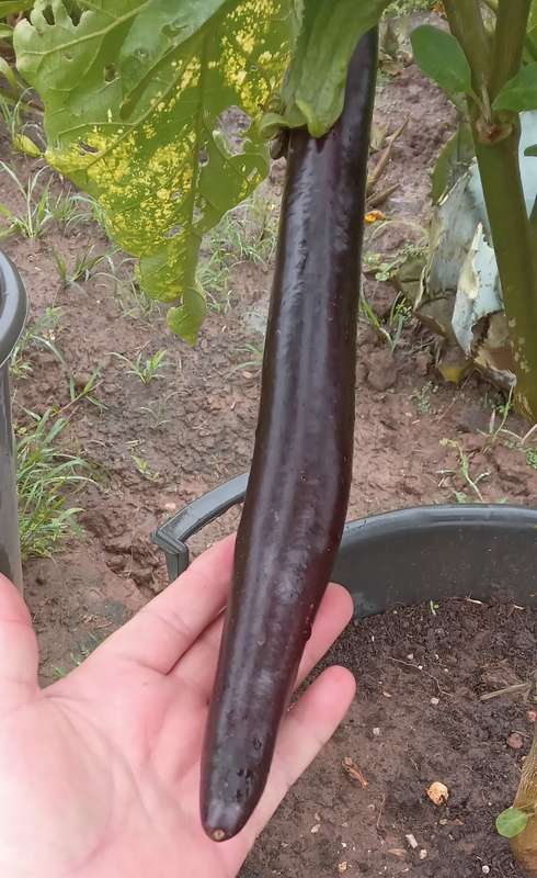 SNAKE OF MUGLA EGGPLANT x 15 seeds