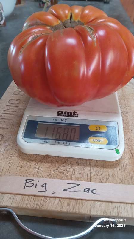 Big Zac giant tomato x 10 seeds