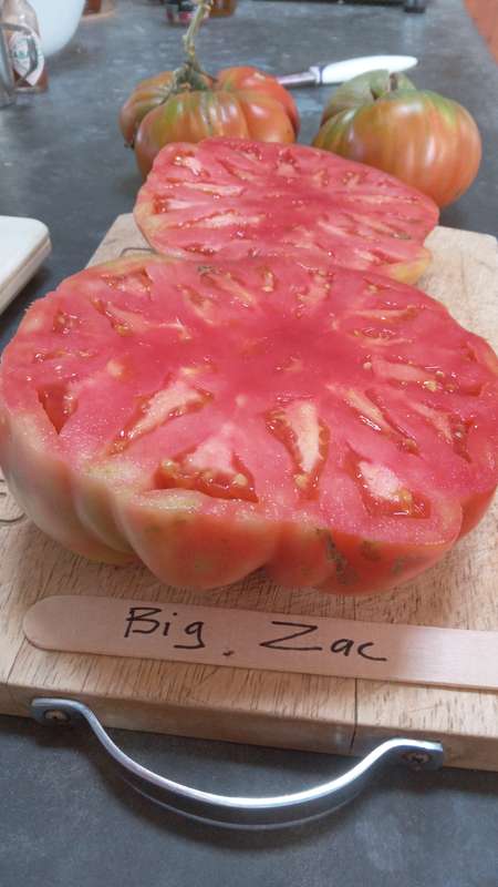 Big Zac giant tomato x 10 seeds