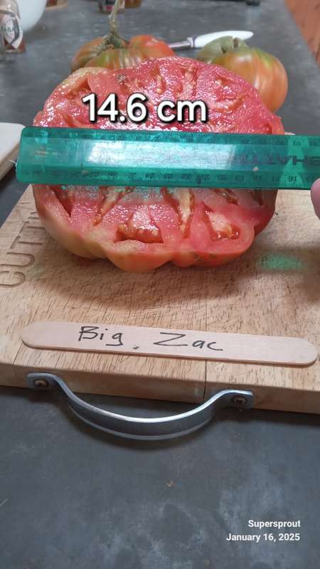 Big Zac giant tomato x 10 seeds