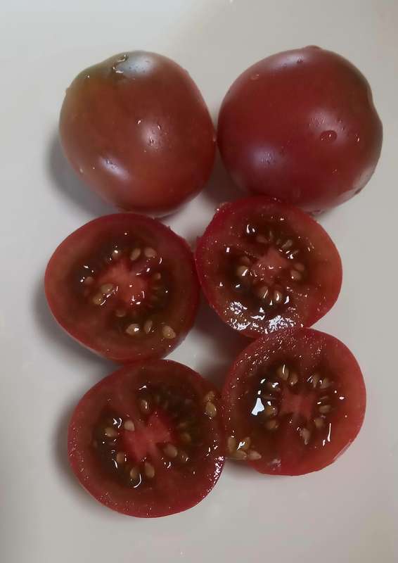 CHRISTMAS PURPLE PLUM TOMATO  x 15 seeds