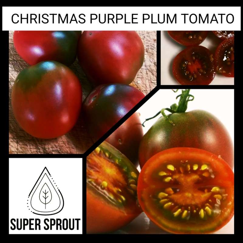 CHRISTMAS PURPLE PLUM TOMATO  x 15 seeds