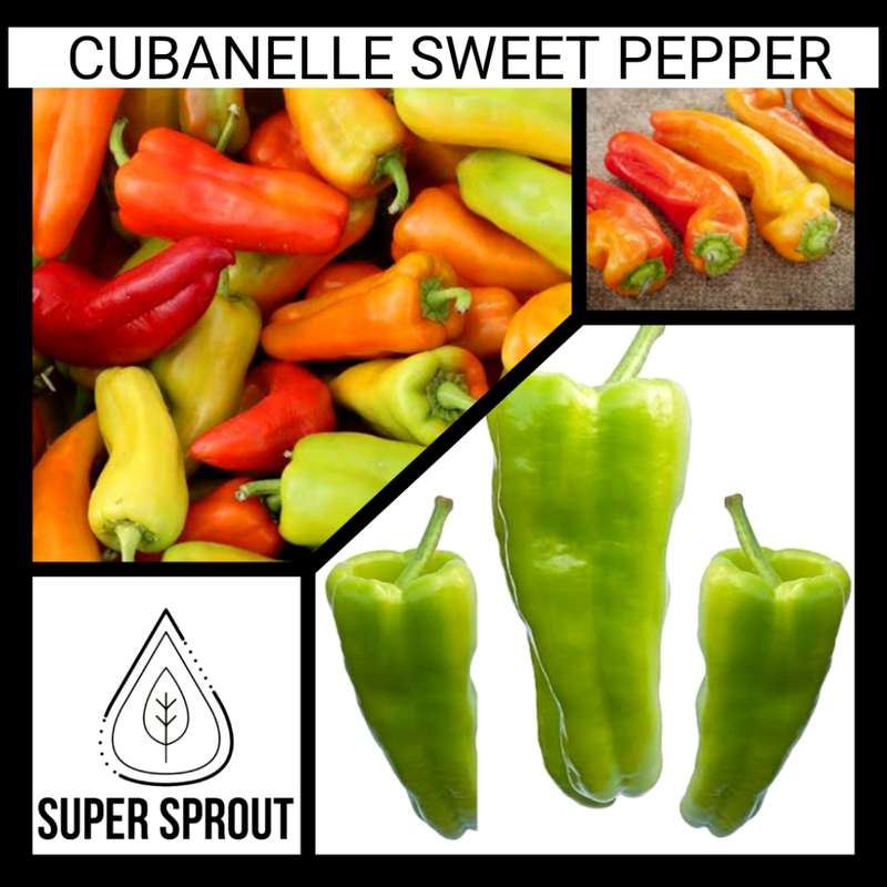 Cubanelle chill pepper x 10 seeds