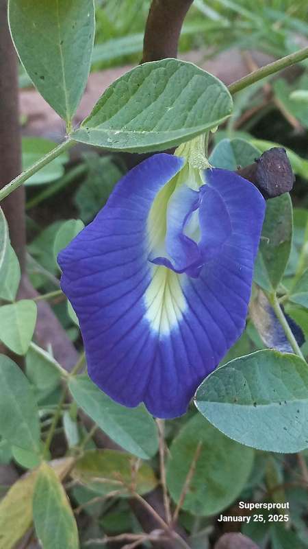 Butterfly Pea x 5 seeds
