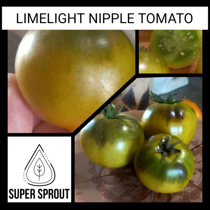 Limelight nipple tomato  x 15 seeds