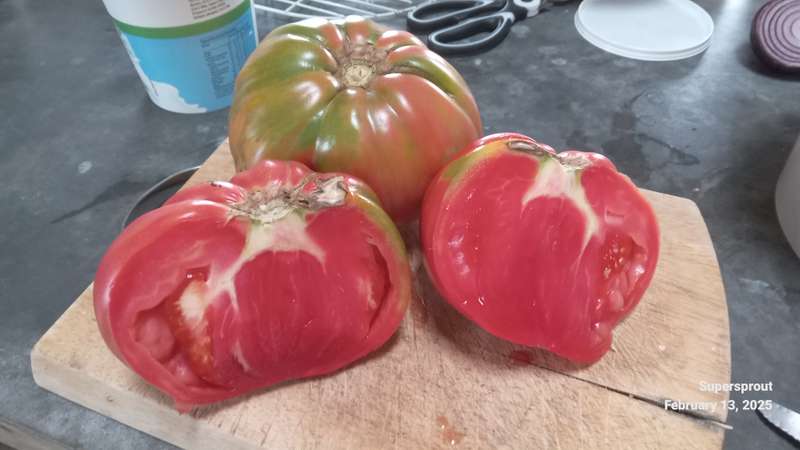 DOMINGO GIANT TOMATO x 10 seeds