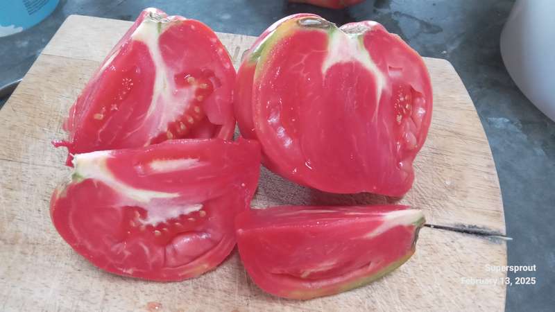 DOMINGO GIANT TOMATO x 10 seeds