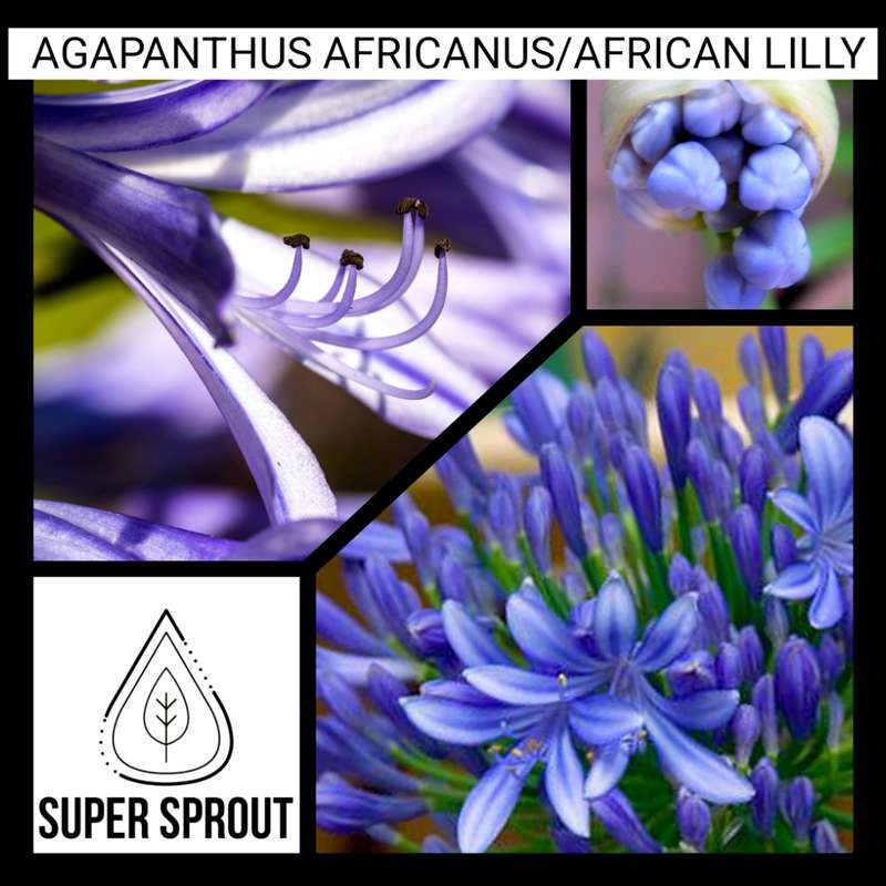 AGAPANTHUS AFRICANUS,  AFRICAN LILLY  x 25+ seeds