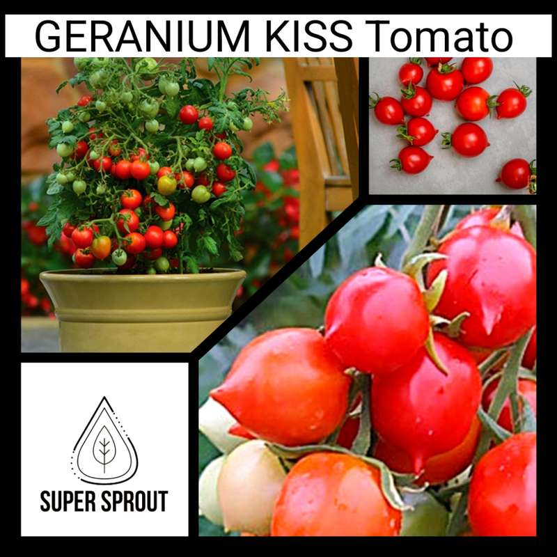 GERANIUM KISS TOMATO x 10 organic seeds