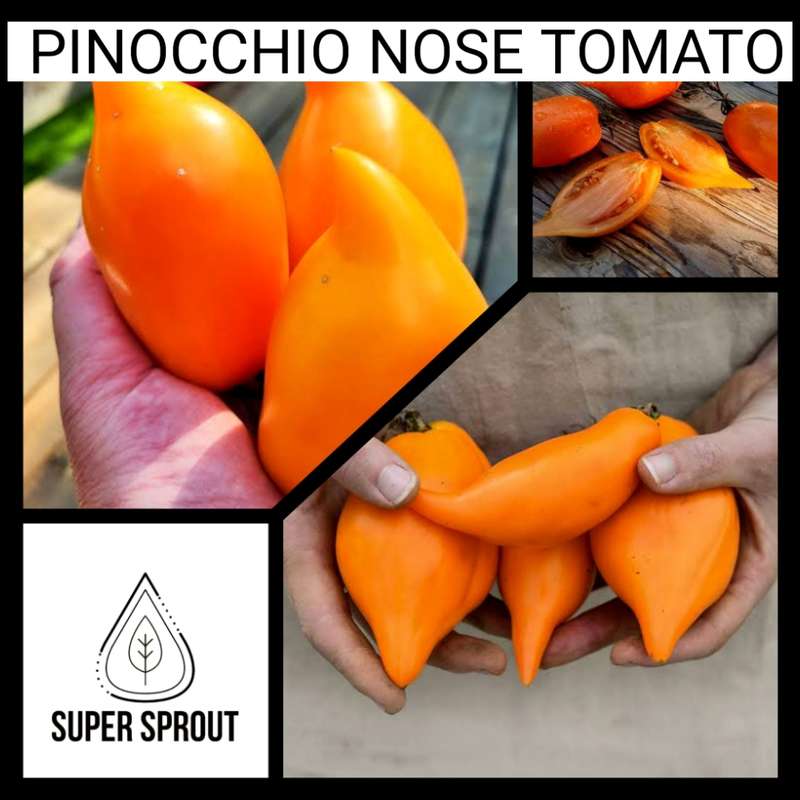 BURATINO / PINOCCHIO TOMATO x 10 seeds